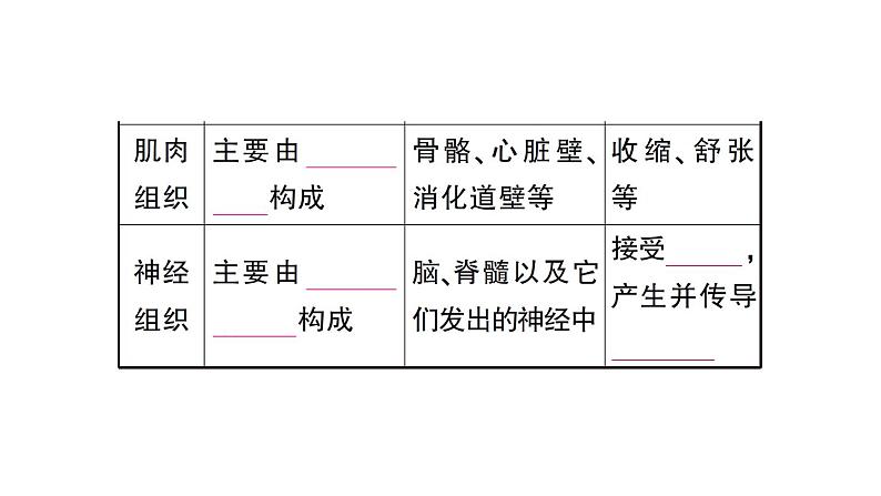 初中生物新北师大版七年级上册第2单元第3章第2节 细胞分化形成组织作业课件2024秋第5页