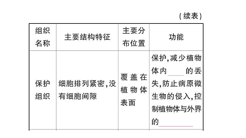 初中生物新北师大版七年级上册第2单元第3章第2节 细胞分化形成组织作业课件2024秋第7页