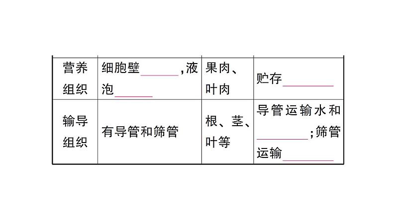 初中生物新北师大版七年级上册第2单元第3章第2节 细胞分化形成组织作业课件2024秋第8页