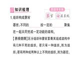 初中生物新北师大版七年级上册第2单元第3章第3节 生物体的器官、系统作业课件2024秋