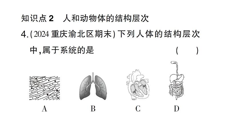 初中生物新北师大版七年级上册第2单元第3章第3节 生物体的器官、系统作业课件2024秋07