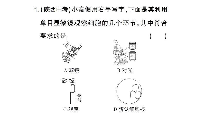 初中生物新人教版七年级上册第一单元第二章微专题一 显微镜与细胞作业课件2024秋02