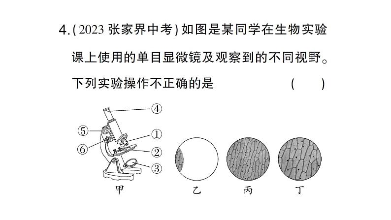 初中生物新人教版七年级上册第一单元第二章微专题一 显微镜与细胞作业课件2024秋07