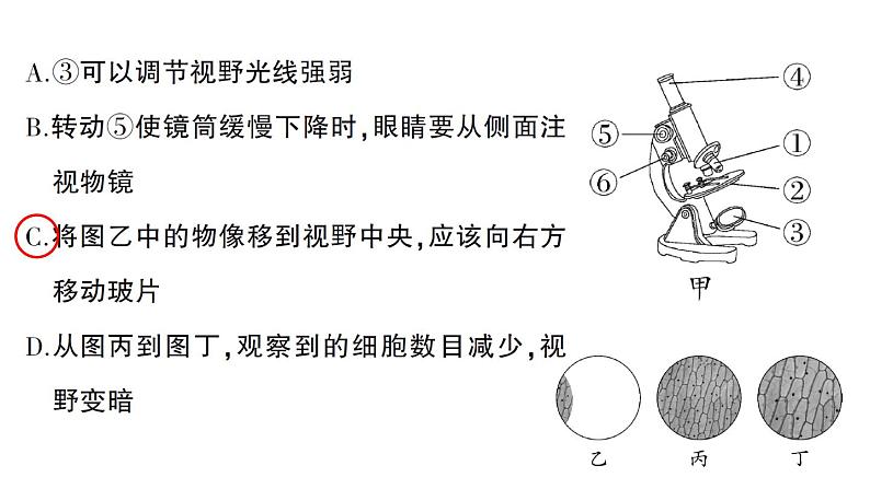 初中生物新人教版七年级上册第一单元第二章微专题一 显微镜与细胞作业课件2024秋08