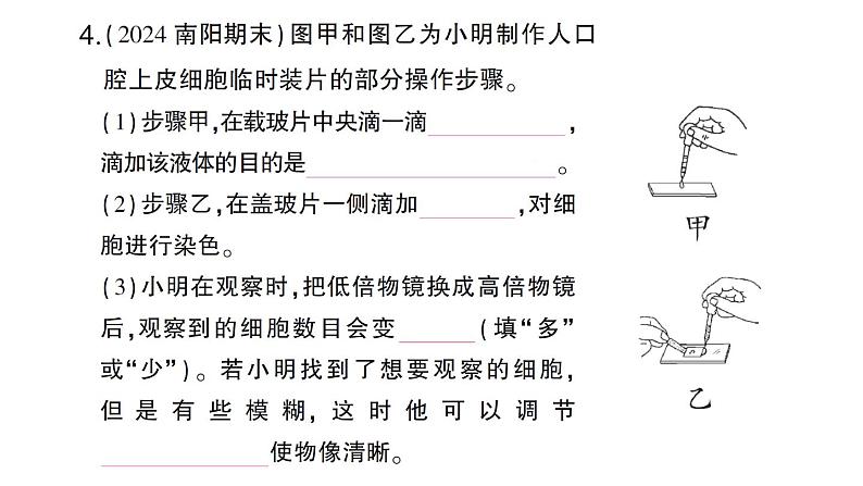 初中生物新北师大版七年级上册第2单元第2章 细胞总结训练作业课件2024秋07