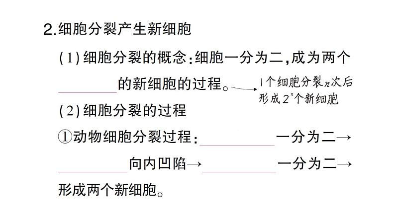 初中生物新北师大版七年级上册第2单元第3章第1节 细胞通过分裂而增殖作业课件2024秋第3页