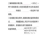 初中生物新北师大版七年级上册第2单元第3章第1节 细胞通过分裂而增殖作业课件2024秋