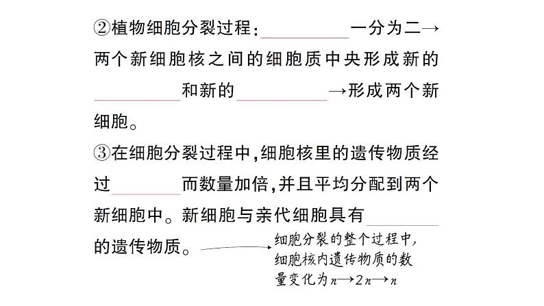 初中生物新北师大版七年级上册第2单元第3章第1节 细胞通过分裂而增殖作业课件2024秋第4页