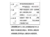 初中生物新北师大版七年级上册第2单元第2章第1节第2课时 动物细胞的结构和功能作业课件2024秋
