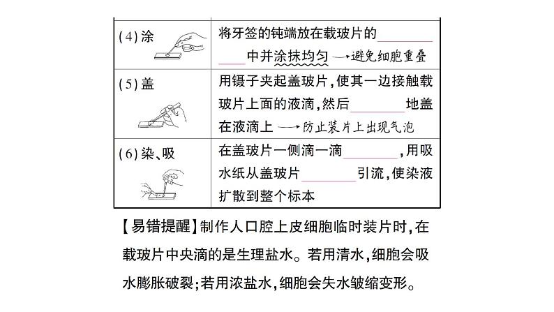 初中生物新北师大版七年级上册第2单元第2章第1节第2课时 动物细胞的结构和功能作业课件2024秋03