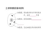 初中生物新北师大版七年级上册第2单元第2章第1节第2课时 动物细胞的结构和功能作业课件2024秋