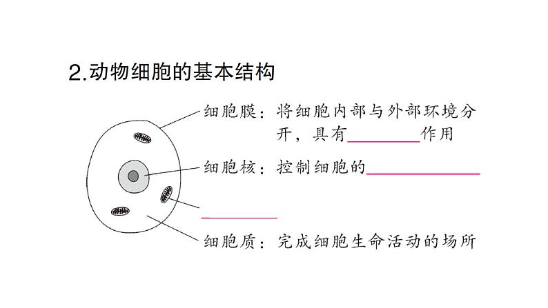 初中生物新北师大版七年级上册第2单元第2章第1节第2课时 动物细胞的结构和功能作业课件2024秋04