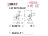 初中生物新北师大版七年级上册第2单元第2章第1节第1课时 显微镜的使用作业课件2024秋