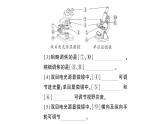 初中生物新北师大版七年级上册第2单元第2章第1节第1课时 显微镜的使用作业课件2024秋