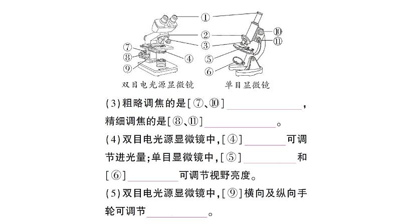 初中生物新北师大版七年级上册第2单元第2章第1节第1课时 显微镜的使用作业课件2024秋03