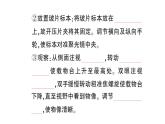 初中生物新北师大版七年级上册第2单元第2章第1节第1课时 显微镜的使用作业课件2024秋