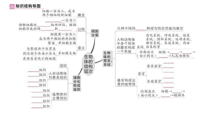 初中生物新北师大版七年级上册第2单元第3章 生物体的结构层次总结训练作业课件2024秋第2页