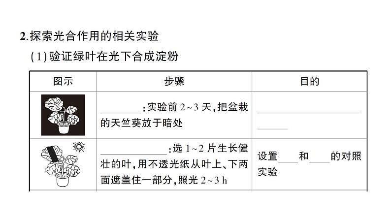 初中生物新北师大版七年级上册第3单元第4章 绿色开花植物的生活方式作业课件2024秋第3页