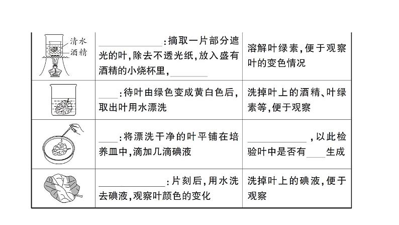 初中生物新北师大版七年级上册第3单元第4章 绿色开花植物的生活方式作业课件2024秋第4页