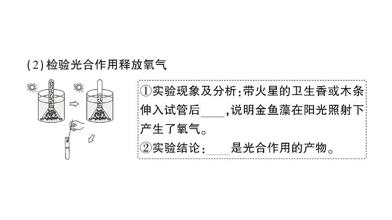 初中生物新北师大版七年级上册第3单元第4章 绿色开花植物的生活方式作业课件2024秋第6页