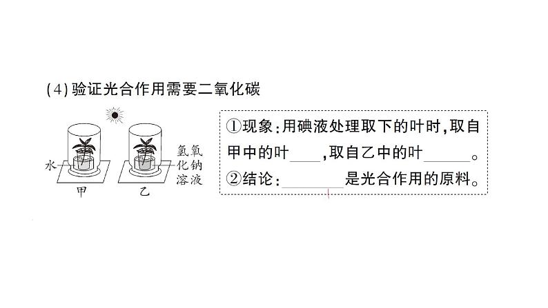 初中生物新北师大版七年级上册第3单元第4章 绿色开花植物的生活方式作业课件2024秋第8页