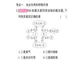 初中生物新北師大版七年級上冊第3單元第4章 綠色開花植物的生活方式總結(jié)訓練作業(yè)課件2024秋
