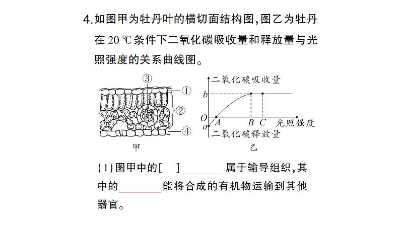 初中生物新北师大版七年级上册第3单元第4章 绿色开花植物的生活方式总结训练作业课件2024秋第7页