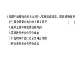 初中生物新北师大版七年级上册第3单元第4章 绿色开花植物的生活方式综合训练作业课件（2024秋）