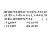 初中生物新北师大版七年级上册第3单元第4章 绿色开花植物的生活方式综合训练作业课件（2024秋）