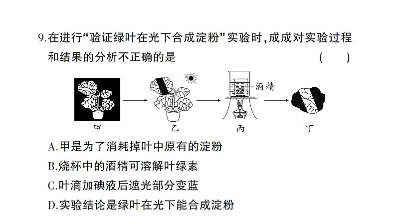 初中生物新北师大版七年级上册第3单元第4章 绿色开花植物的生活方式综合训练作业课件（2024秋）08