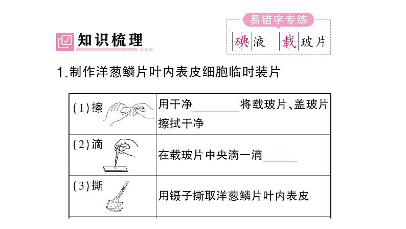 初中生物新北师大版七年级上册第2单元第2章第1节第3课时 植物细胞的结构和功能作业课件2024秋第2页