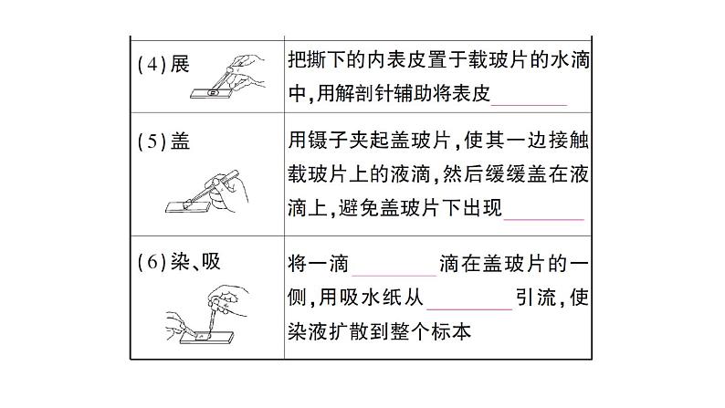 初中生物新北师大版七年级上册第2单元第2章第1节第3课时 植物细胞的结构和功能作业课件2024秋第3页