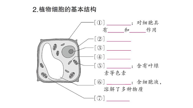 初中生物新北师大版七年级上册第2单元第2章第1节第3课时 植物细胞的结构和功能作业课件2024秋第4页
