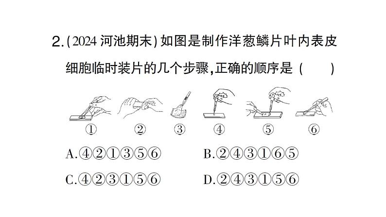 初中生物新北师大版七年级上册第2单元第2章第1节第3课时 植物细胞的结构和功能作业课件2024秋第7页