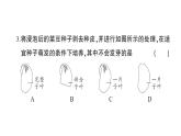 初中生物新北师大版七年级上册第3单元第5章 绿色开花植物的生活史综合训练课件（2024秋）