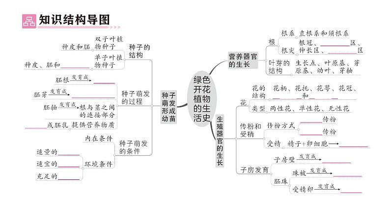 初中生物新北师大版七年级上册第3单元第5章 绿色开花植物的生活史总结训练作业课件2024秋02