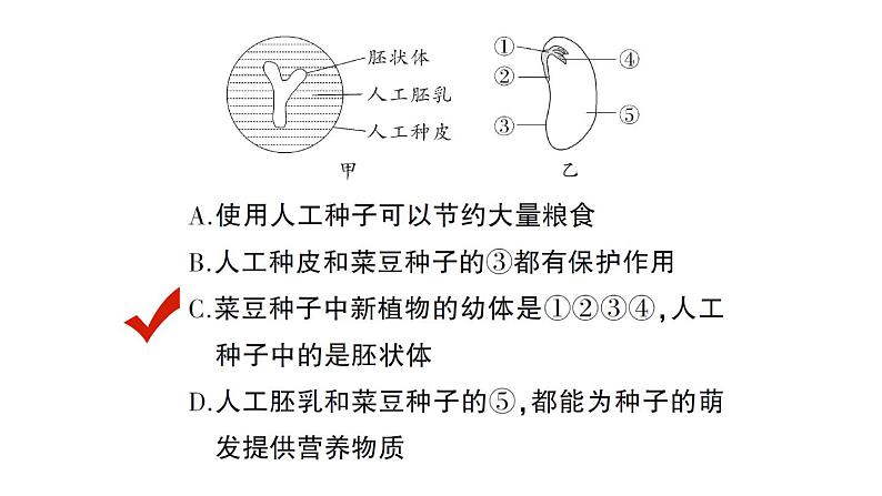 初中生物新北师大版七年级上册第3单元第5章 绿色开花植物的生活史总结训练作业课件2024秋05