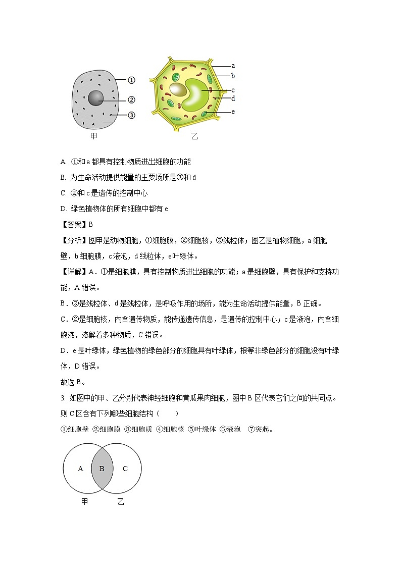 2024-2025学年山东省青岛市胶州市瑞华实验初级中学七年级(上)10月月考生物试卷(解析版)02