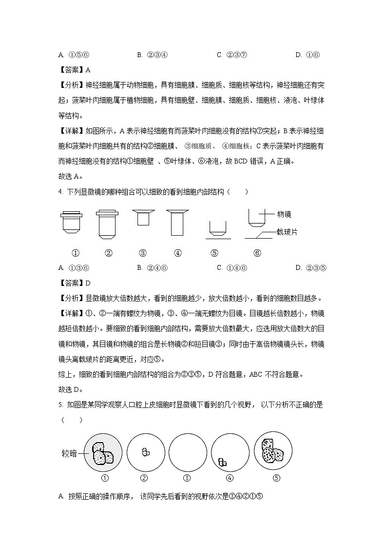 2024-2025学年山东省青岛市胶州市瑞华实验初级中学七年级(上)10月月考生物试卷(解析版)03