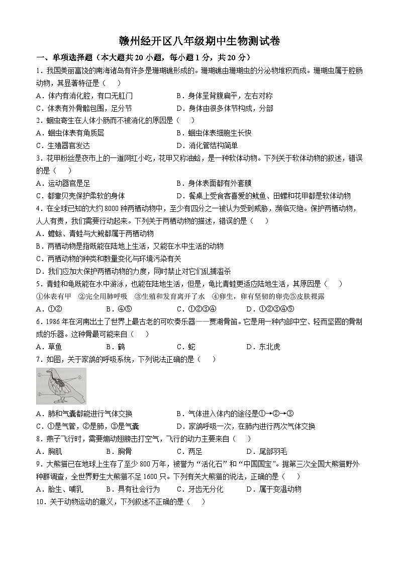 江西省赣州市经开区2024-2025学年八年级上学期期中生物学试题第1页