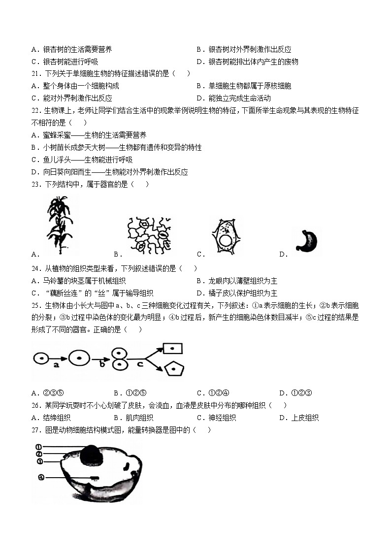 广西桂林市第一中学2024-2025学年七年级上学期期中生物试题(无答案)第3页
