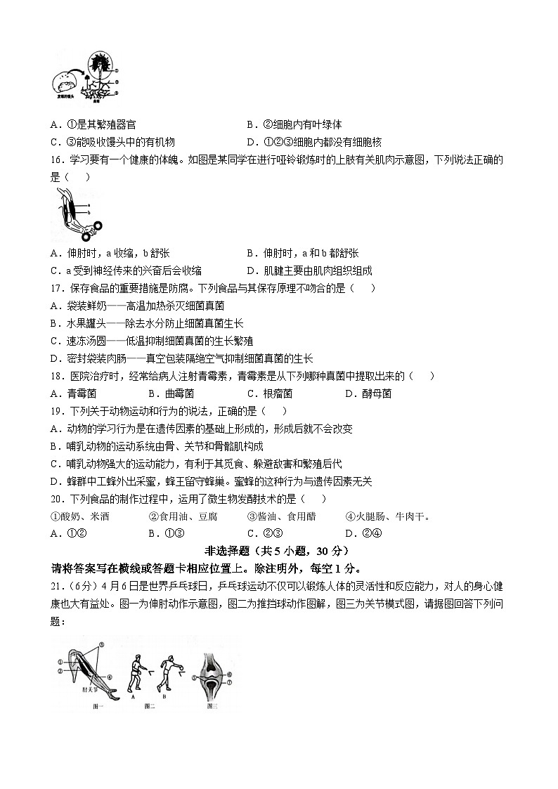河南省安阳市2024-2025学年八年级上学期期中生物学试题第3页