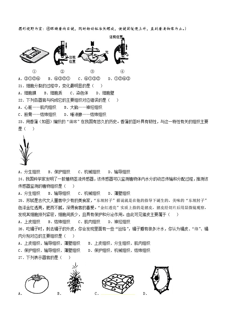 陕西省西安市铁一中学2024-2025学年七年级上学期期中生物试题(无答案)第3页