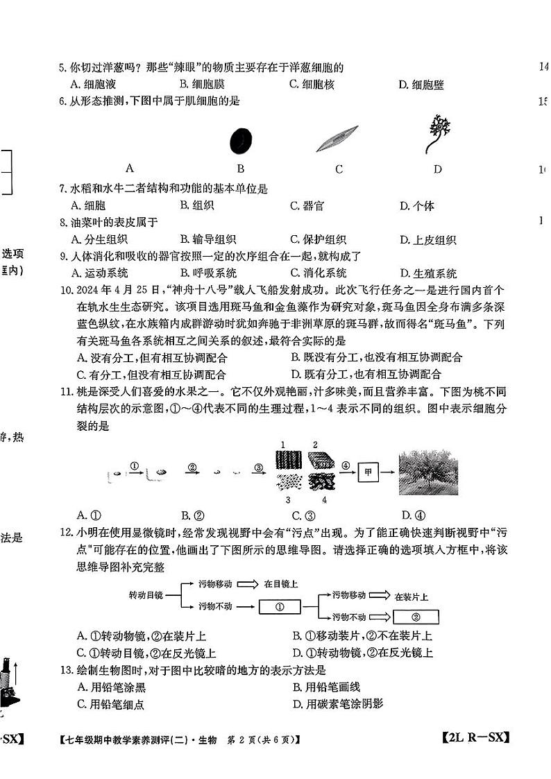 陕西省西安市灞桥区2024-2025学年七年级上学期期中测评生物试题第2页