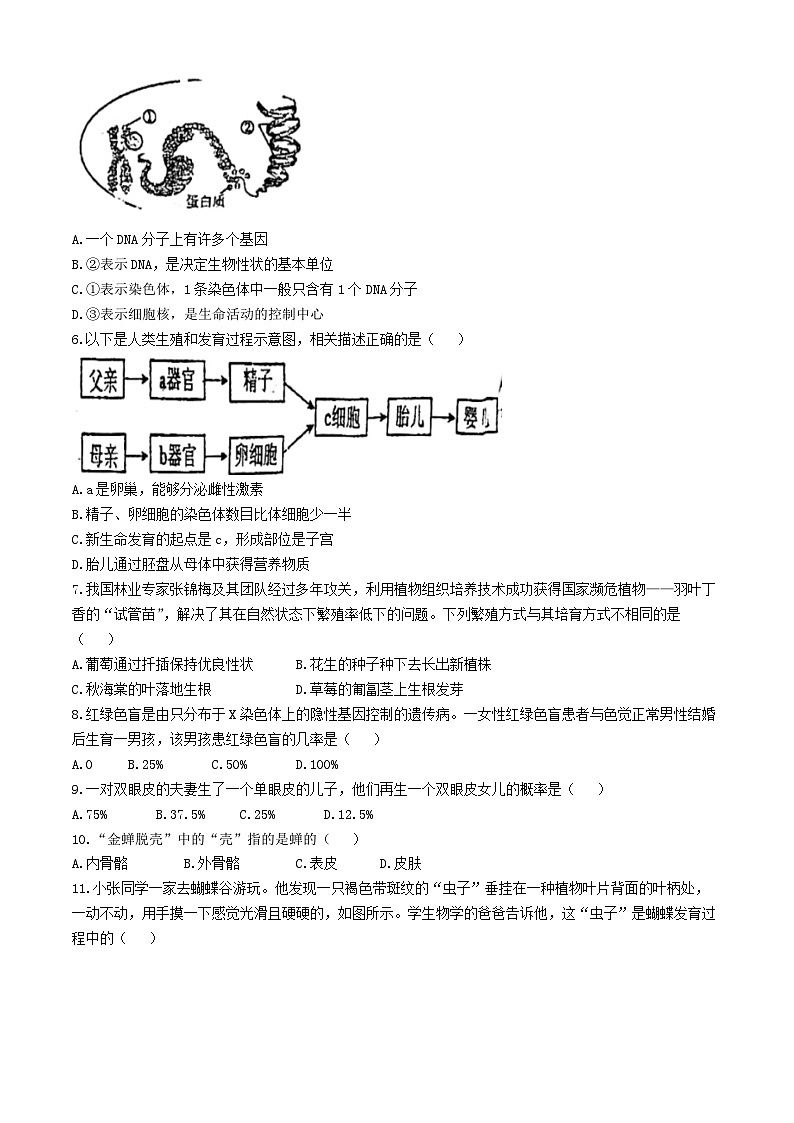 河北省廊坊市第四中学2024-2025学年八年级上学期期中生物试题(无答案)第2页