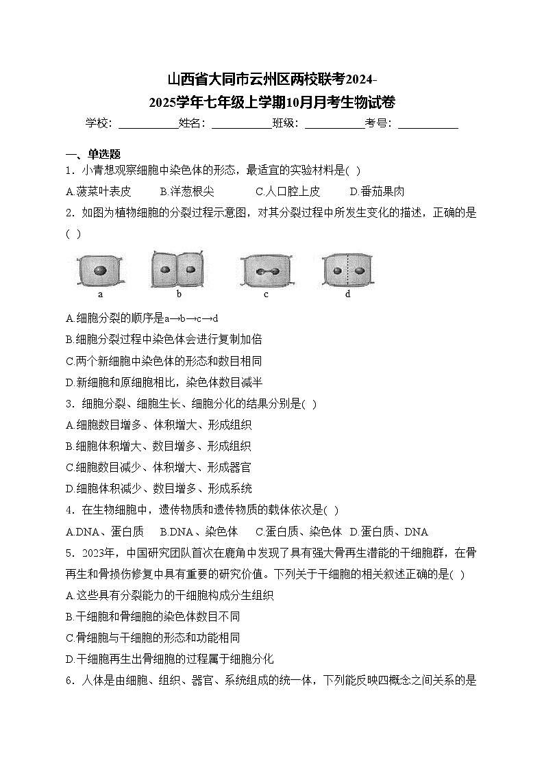 山西省大同市云州区两校联考2024-2025学年七年级上学期10月月考生物试卷(含答案)第1页