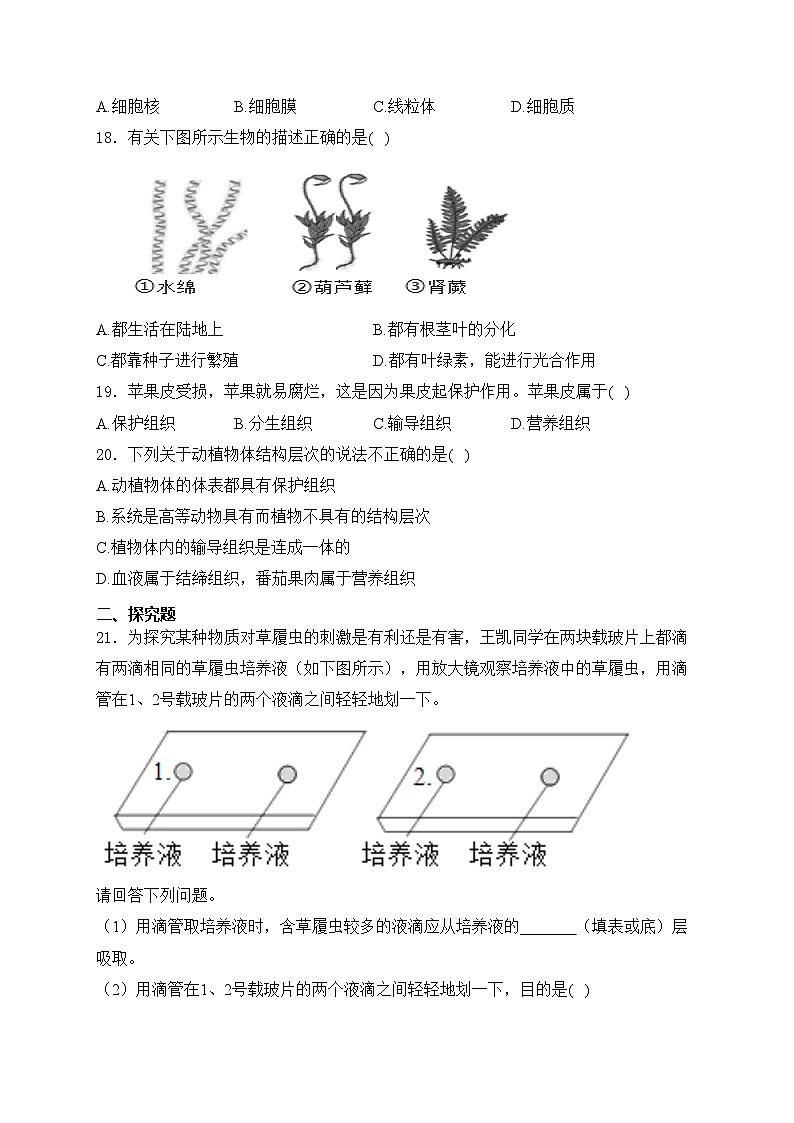 重庆市江津区第二中学十校联考2024-2025学年七年级上学期期中测试生物试卷(含答案)第3页