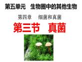 人教版生物八年级上册5.4.3《真菌》课件