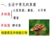 人教版生物八年级上册5.4.3《真菌》课件