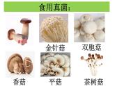 人教版生物八年级上册5.4.3《真菌》课件